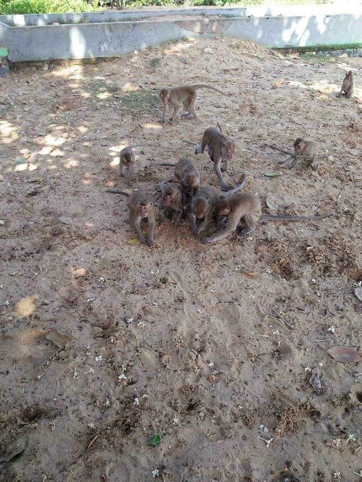 Hutan Kera Nepa, Menikmati Keindahan Pantai dan Sejuknya Hutan Dalam Satu Tempat!