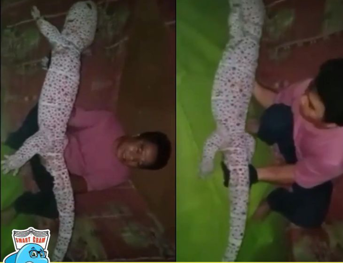 Viral Video Pamer Tokek Jumbo Ukuran 2 Meter yang Pemiliknya Auto Jadi Sultan!