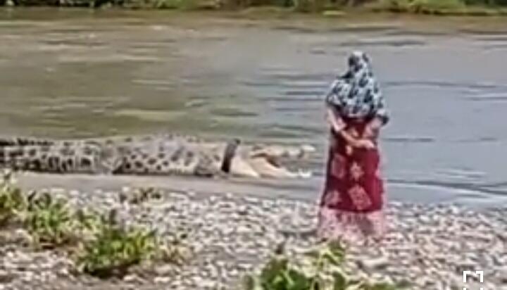 Mengerikan, Heboh Video Buaya Berkalung Ban Ngobrol dengan Sosok Perempuan Misterius!