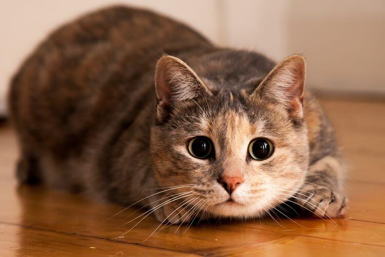 Ajaib! Kucing Ini Tidak Mati dan Tetap Santai Meski Ekornya Terbakar, Nyawanya 9?