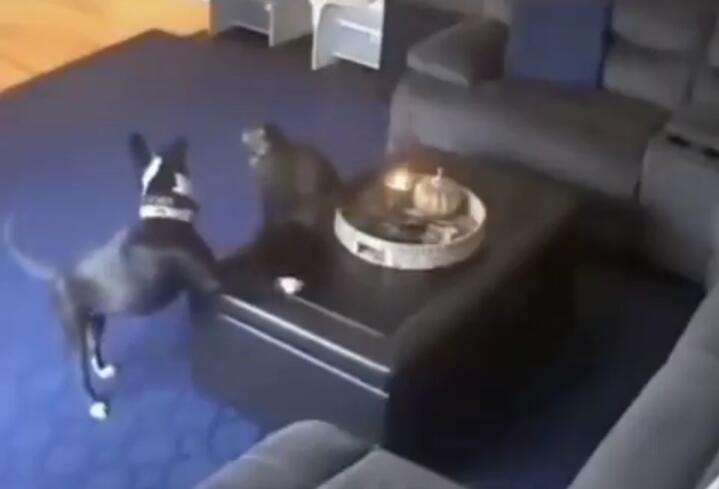 Ajaib! Kucing Ini Tidak Mati dan Tetap Santai Meski Ekornya Terbakar, Nyawanya 9?