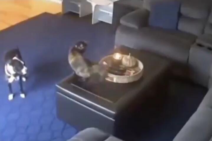 Ajaib! Kucing Ini Tidak Mati dan Tetap Santai Meski Ekornya Terbakar, Nyawanya 9?