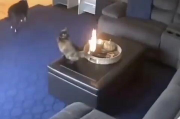 Ajaib! Kucing Ini Tidak Mati dan Tetap Santai Meski Ekornya Terbakar, Nyawanya 9?