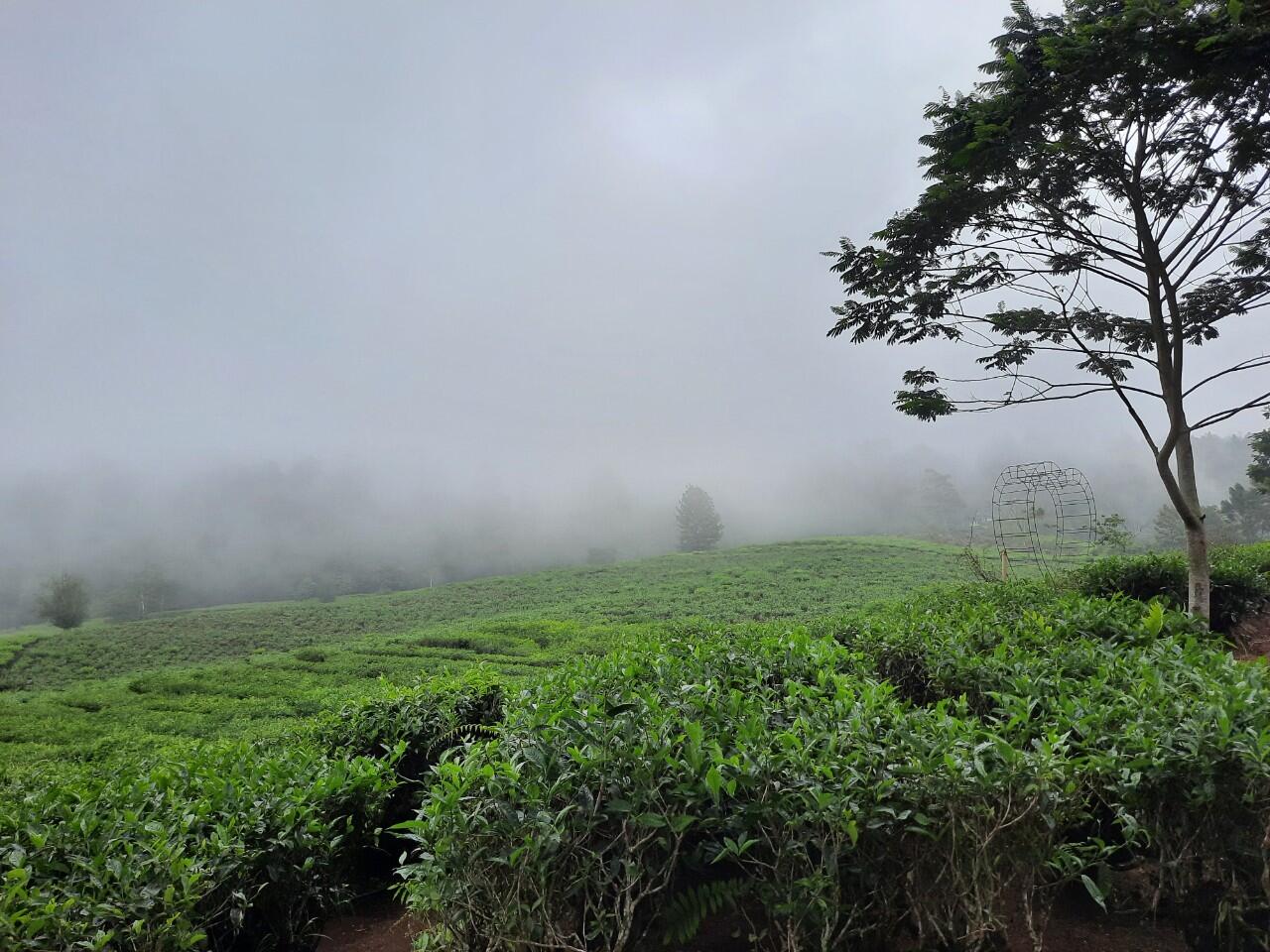 Kebun Teh Daerah Bandung yang Belum Banyak Orang Tahu Karena Baru Dibuka!