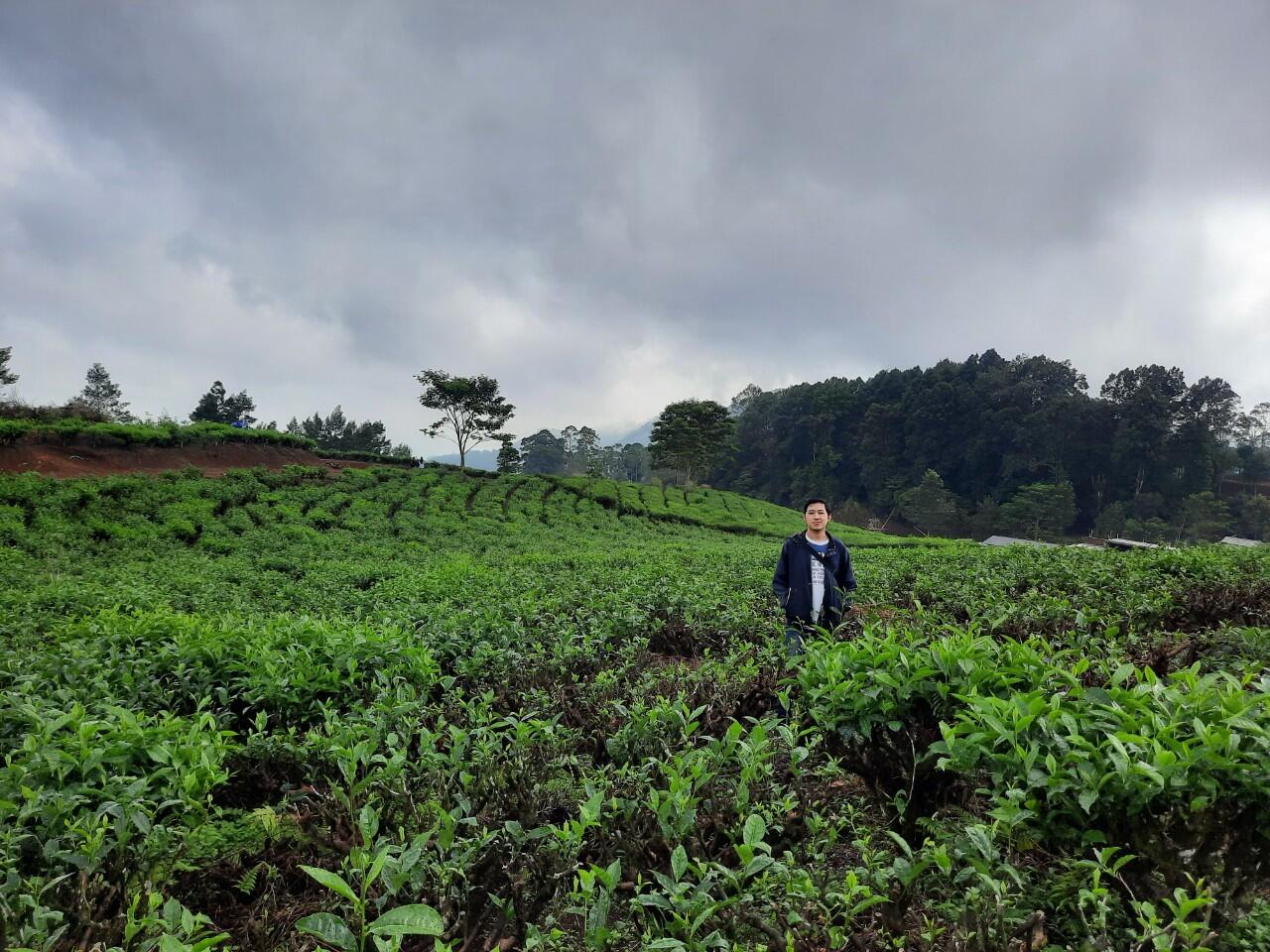 Kebun Teh Daerah Bandung yang Belum Banyak Orang Tahu Karena Baru Dibuka!