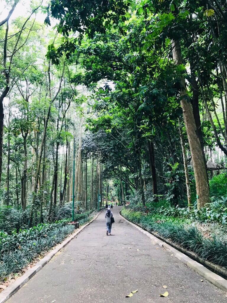 Sejuknya Alam Taman Hutan Djuanda Dan Perjalanan Menuju Goa Jepang