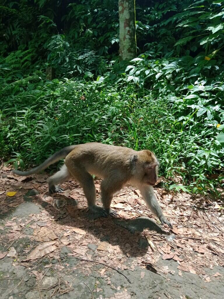 Sejuknya Alam Taman Hutan Djuanda Dan Perjalanan Menuju Goa Jepang
