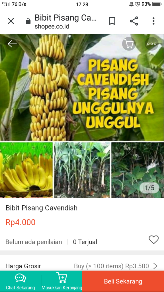 &#91;COC Reg. Jember&#93; Petani Jember Juga Mulai Menamam Pisang, Kok Bisa? 