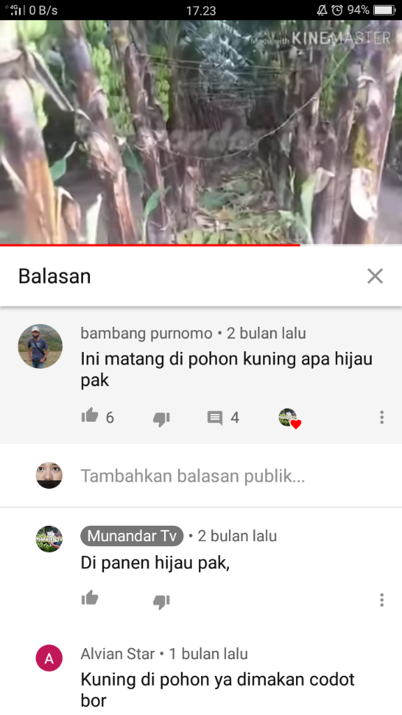 &#91;COC Reg. Jember&#93; Petani Jember Juga Mulai Menamam Pisang, Kok Bisa? 