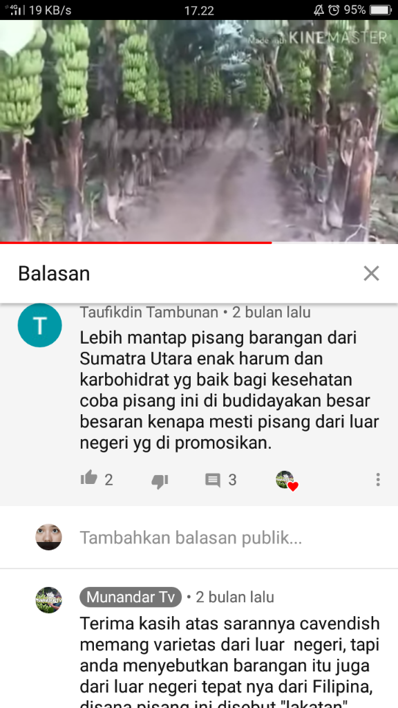 &#91;COC Reg. Jember&#93; Petani Jember Juga Mulai Menamam Pisang, Kok Bisa? 