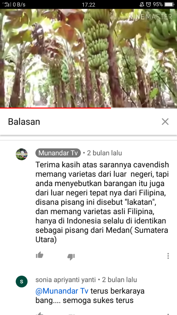 &#91;COC Reg. Jember&#93; Petani Jember Juga Mulai Menamam Pisang, Kok Bisa? 