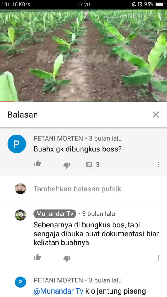 &#91;COC Reg. Jember&#93; Petani Jember Juga Mulai Menamam Pisang, Kok Bisa? 