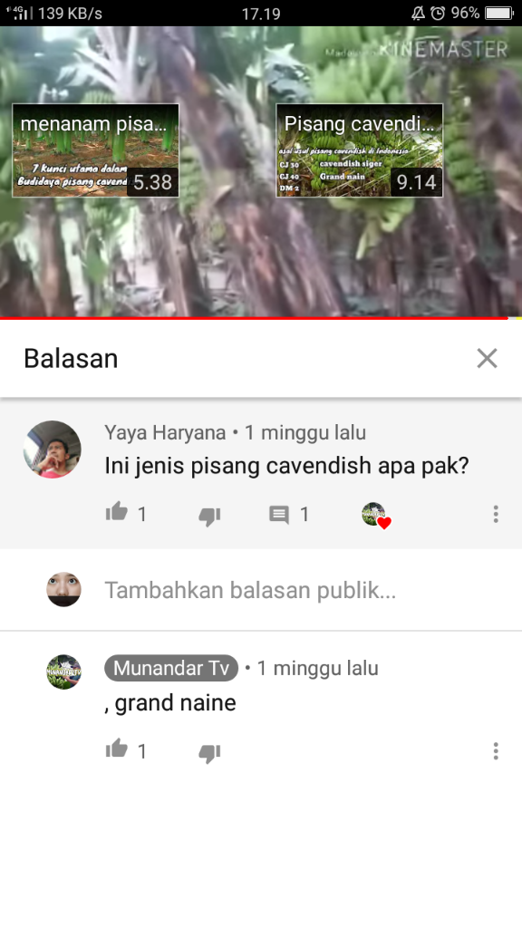&#91;COC Reg. Jember&#93; Petani Jember Juga Mulai Menamam Pisang, Kok Bisa? 