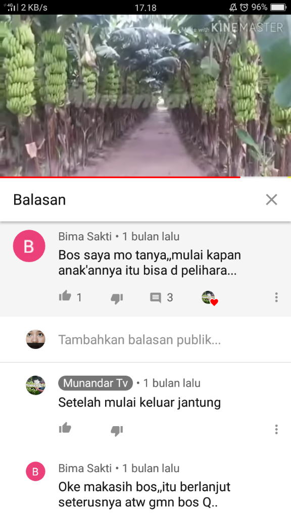 &#91;COC Reg. Jember&#93; Petani Jember Juga Mulai Menamam Pisang, Kok Bisa? 