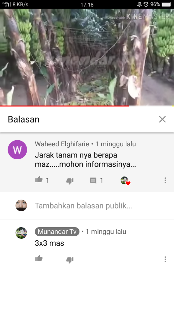 &#91;COC Reg. Jember&#93; Petani Jember Juga Mulai Menamam Pisang, Kok Bisa? 