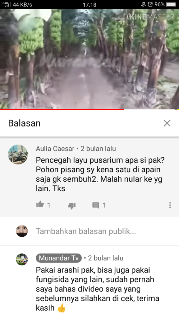 &#91;COC Reg. Jember&#93; Petani Jember Juga Mulai Menamam Pisang, Kok Bisa? 