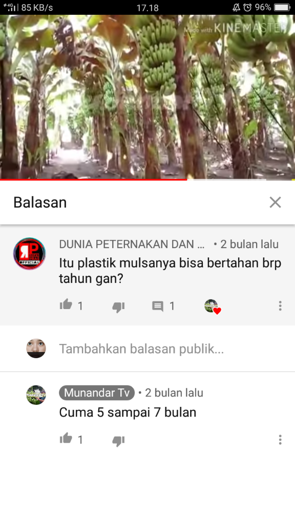 &#91;COC Reg. Jember&#93; Petani Jember Juga Mulai Menamam Pisang, Kok Bisa? 