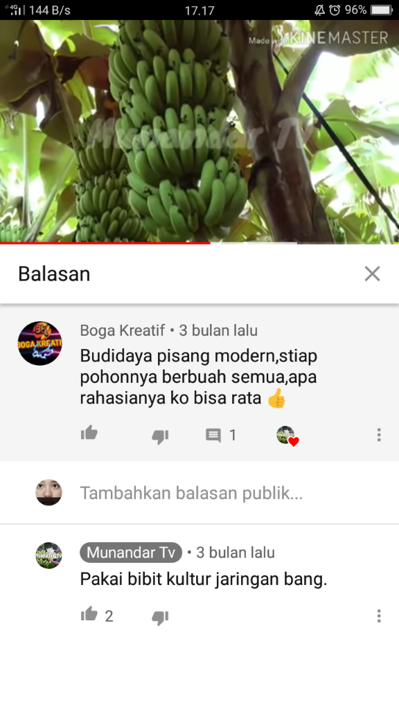 &#91;COC Reg. Jember&#93; Petani Jember Juga Mulai Menamam Pisang, Kok Bisa? 