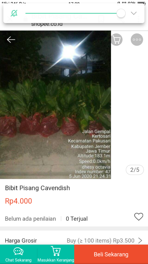 &#91;COC Reg. Jember&#93; Petani Jember Juga Mulai Menamam Pisang, Kok Bisa? 