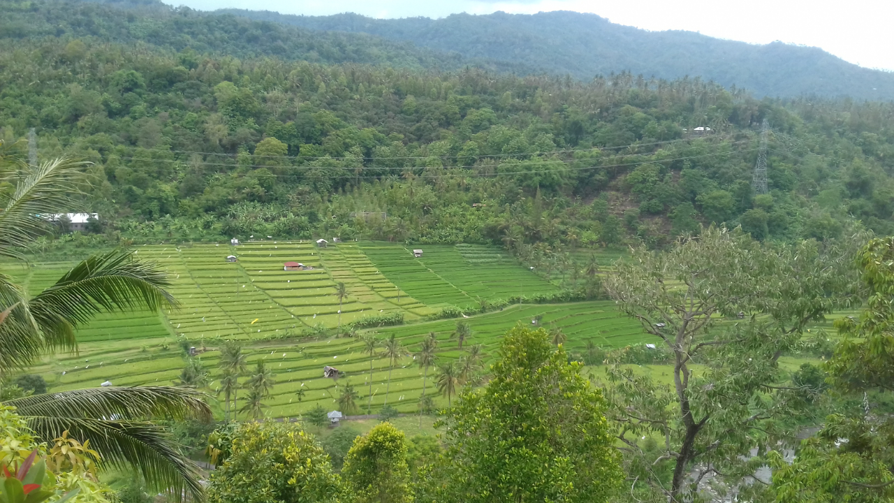 Pesona Sawah Terasering di Desa Kekeran Kabupaten Buleleng Bali