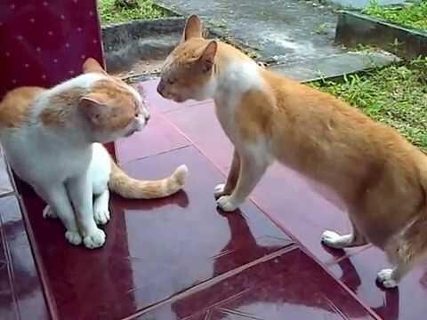 Ciri Kucing Agan Yang Sedang Cemburu. Coba Cek Yuk...