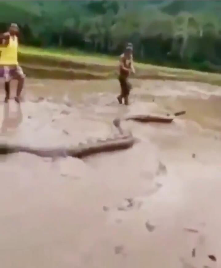 Heboh, Ular Ini Ukurannya Sebesar Pohon Kelapa, Akhirnya Tertangkap Warga