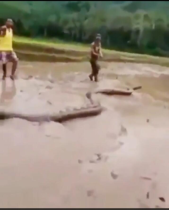 Heboh, Ular Ini Ukurannya Sebesar Pohon Kelapa, Akhirnya Tertangkap Warga