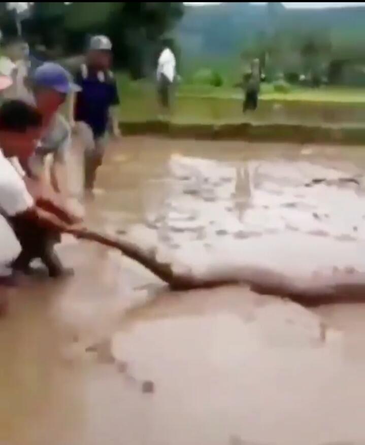 Heboh, Ular Ini Ukurannya Sebesar Pohon Kelapa, Akhirnya Tertangkap Warga