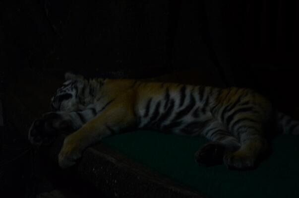 &#91;COC Travellers&#93; Ke Taman Safari Bogor Yuk Demi Satwa-satwa yang Ada di Sana