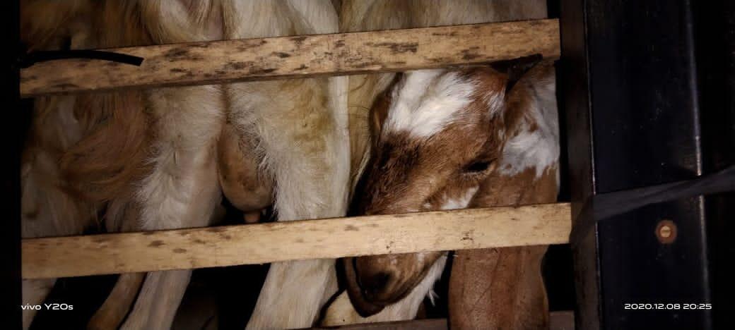 Malam Pencoblosan, Satu Fuso Kambing Diamankan di Polsek Buer