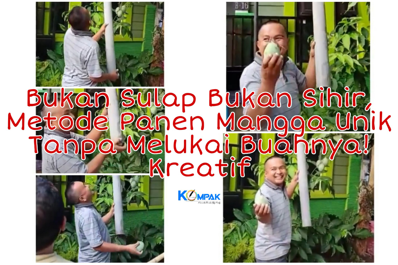 Bukan Sulap Bukan Sihir, Viral Metode Panen Mangga Unik dan Anti Mainstream! Kreatif