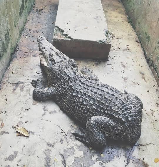 Penampakan Aneh Tapi Nyata, Langka, Unik Ada Buaya Buntung Dan Putih