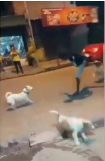 Bikin Gila! Seorang Pria Melawan 3 Ekor Anjing, Aksinya Kayak IP Man