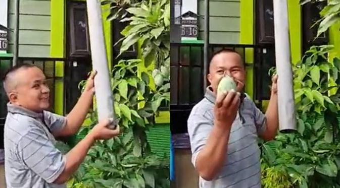 Tips Kreatif Cara Ambil Mangga Dari Pohon Biar Aman, Hanya Dengan Paralon