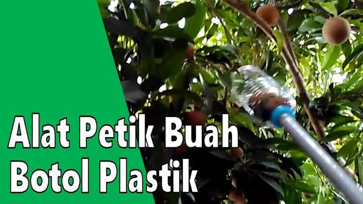 Tips Kreatif Cara Ambil Mangga Dari Pohon Biar Aman, Hanya Dengan Paralon