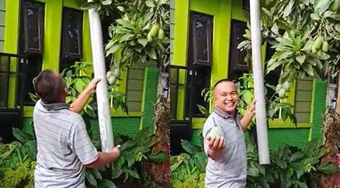 Tips Kreatif Cara Ambil Mangga Dari Pohon Biar Aman, Hanya Dengan Paralon