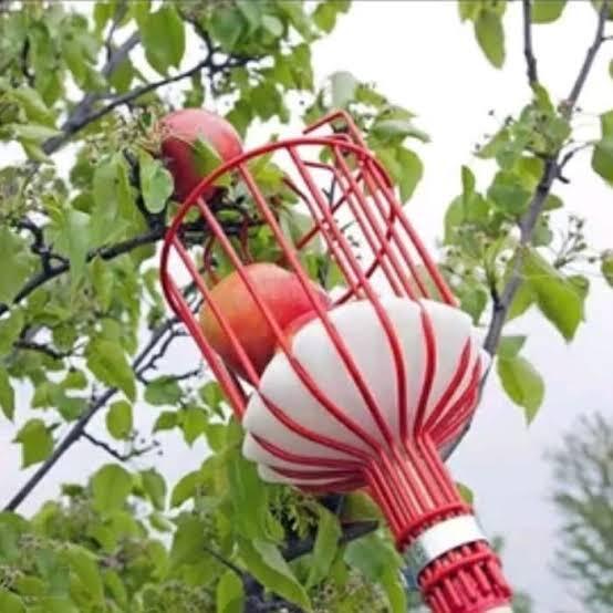 Tips Kreatif Cara Ambil Mangga Dari Pohon Biar Aman, Hanya Dengan Paralon