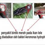 Cegah Penyakit Ikan dengan Fermentasi Mengkudu