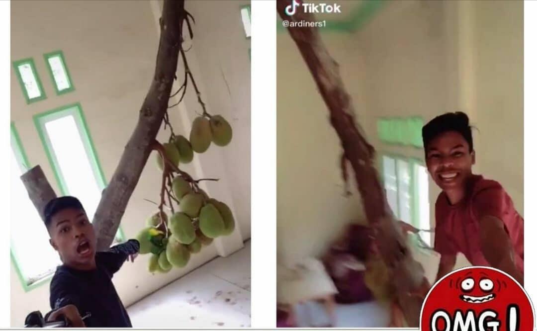 Unik! Bukan di Halaman Atau Kebun, Pohon Nangka ini Dibiarkan Tumbuh di Dalam Rumah!