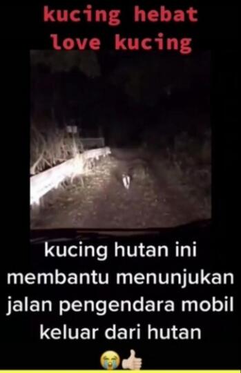 Seekor Kucing Liar Menjadi Penunjuk Jalan Pengendara yang Tersesat di Hutan! 