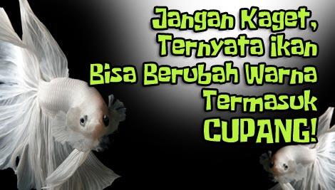 Penyebab Ikan BIsa Berubah Warna, Anak Cupang, Koki, Koi Masuk!