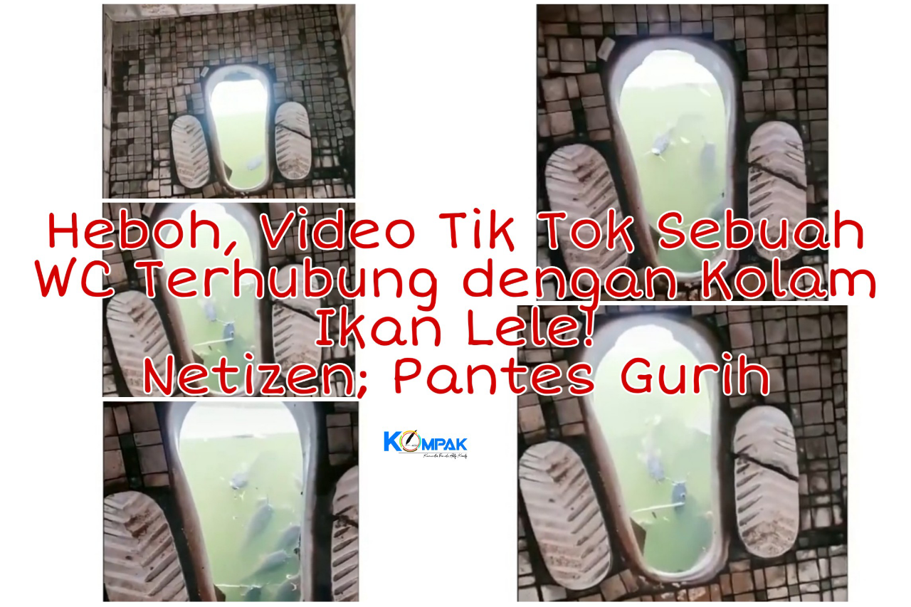 Heboh, Video TikTok Sebuah WC Terhubung dengan Kolam Ikan Lele! Netizen; Pantes Gurih
