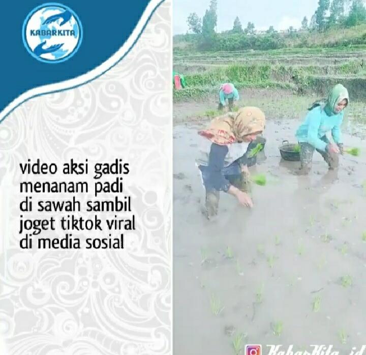 Viral! Aksi Gadis Tanam Padi Sambil Joget Tiktok, Vidionya Telah Ditonton 10Juta Kali