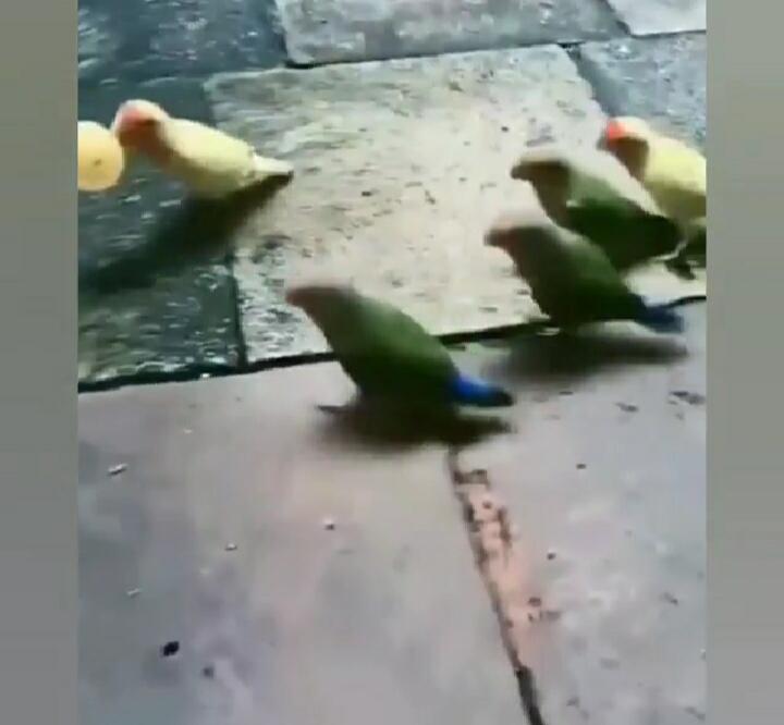 Dua Lawan Tiga, Aksi Kocak Lima Ekor Burung Bermain Basket Bikin Warganet Gemas!