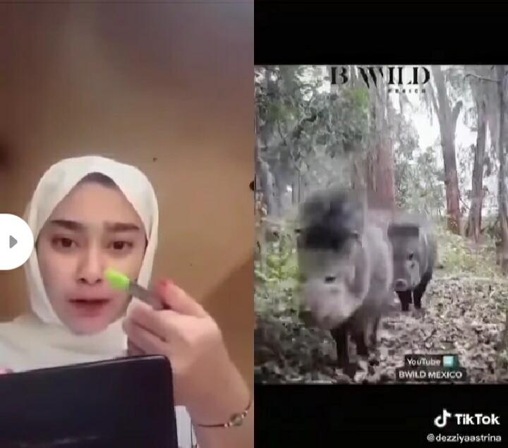 Gokil! Aksi Cewek Cantik Absen Mantan Berupa Babi Hutan, Bikin Perut Kram!