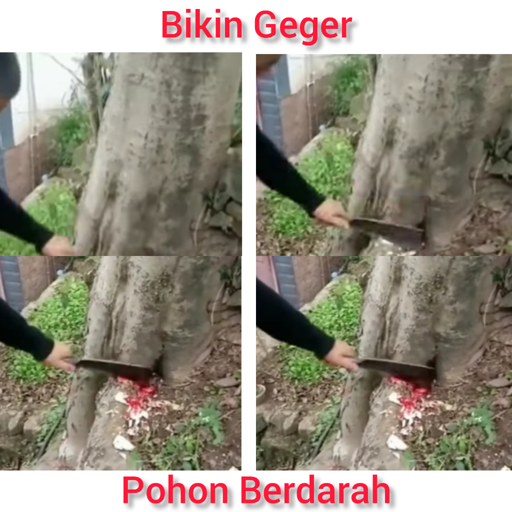 Geger! Pohon Dibacok dan Keluar Darah, Netizen Spekulasi: Ada Orang Mati di Dalamnya