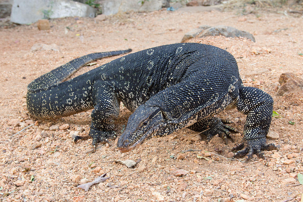 Ngeri! Biawak Terjebak di Lubang Kecil Usai Panjat Tembok dan Masuki Rumah Warga