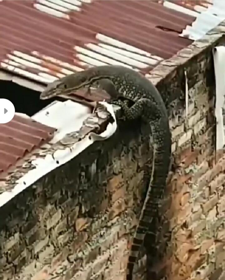 Ngeri! Biawak Terjebak di Lubang Kecil Usai Panjat Tembok dan Masuki Rumah Warga