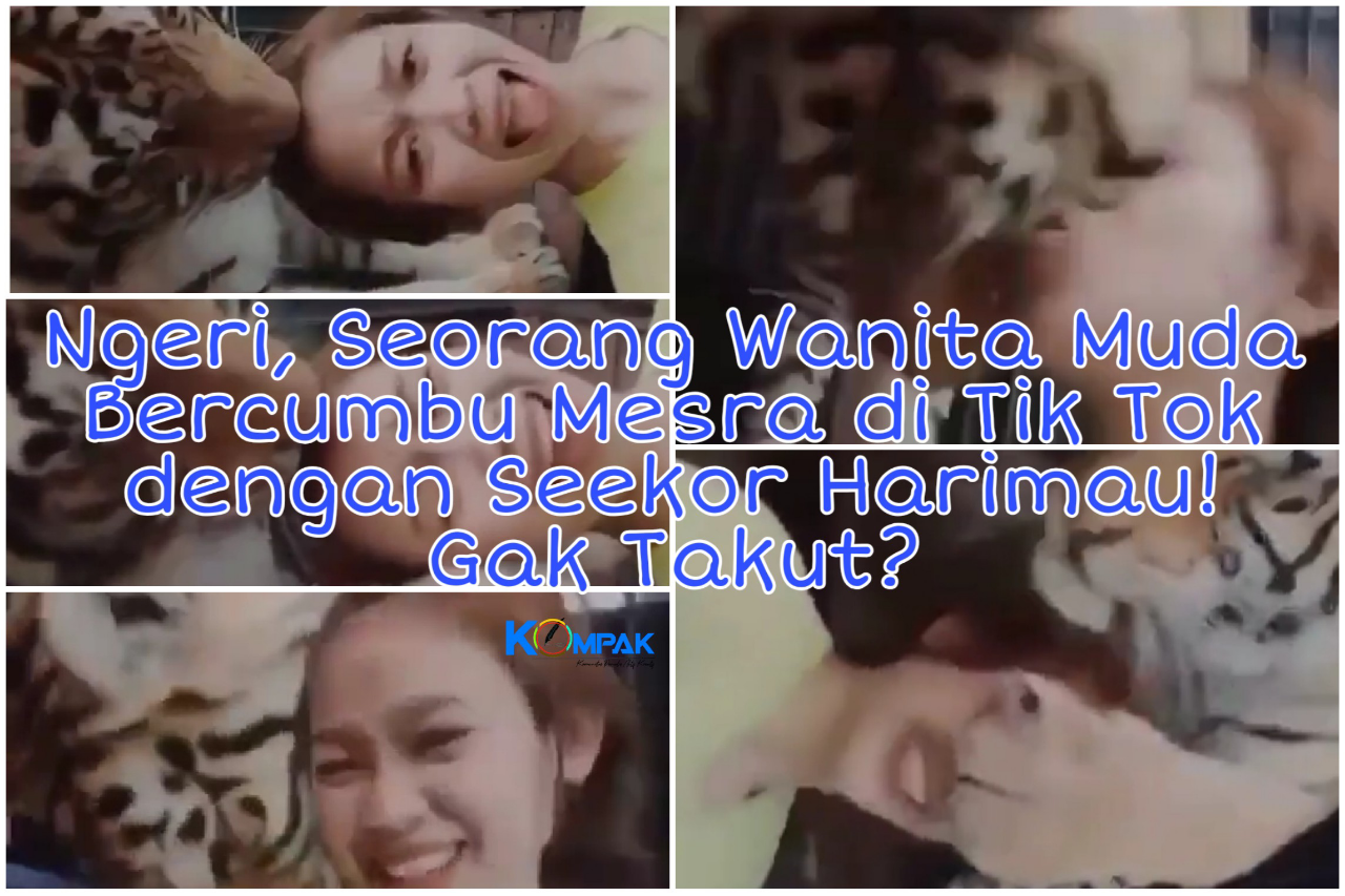 Ngeri, Viral Seorang Wanita Muda Bercumbu Mesra di Tik Tok dengan Seekor Harimau! Ha?