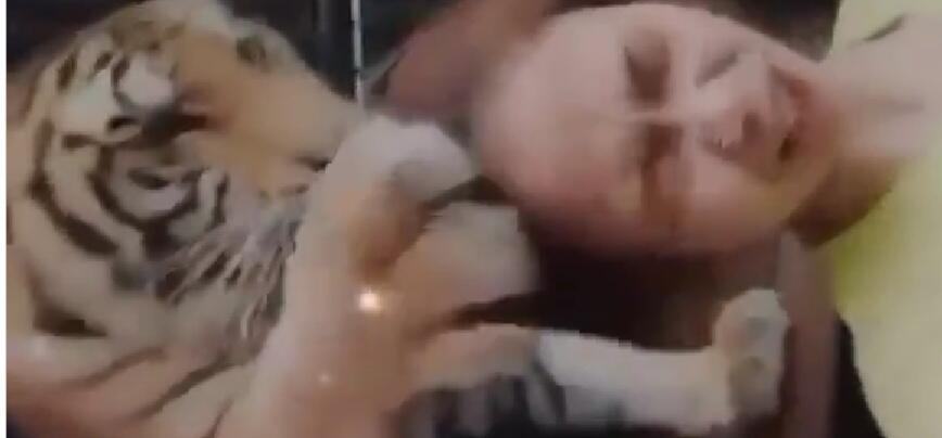 Ngeri, Viral Seorang Wanita Muda Bercumbu Mesra di Tik Tok dengan Seekor Harimau! Ha?